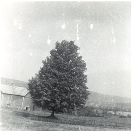 tree.jpg